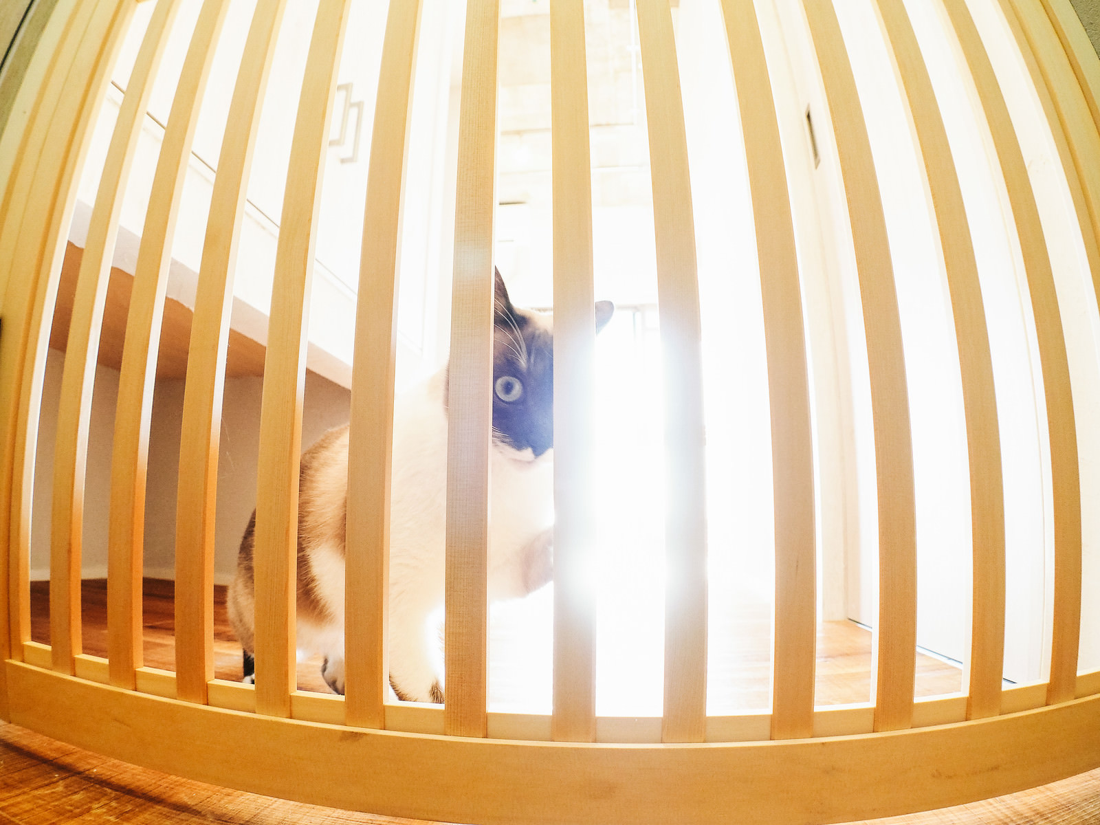 玄関まで行かせない！究極の脱走防止策